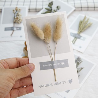 第7頁拍照乾燥花的價格推薦 21年8月 比價撿便宜