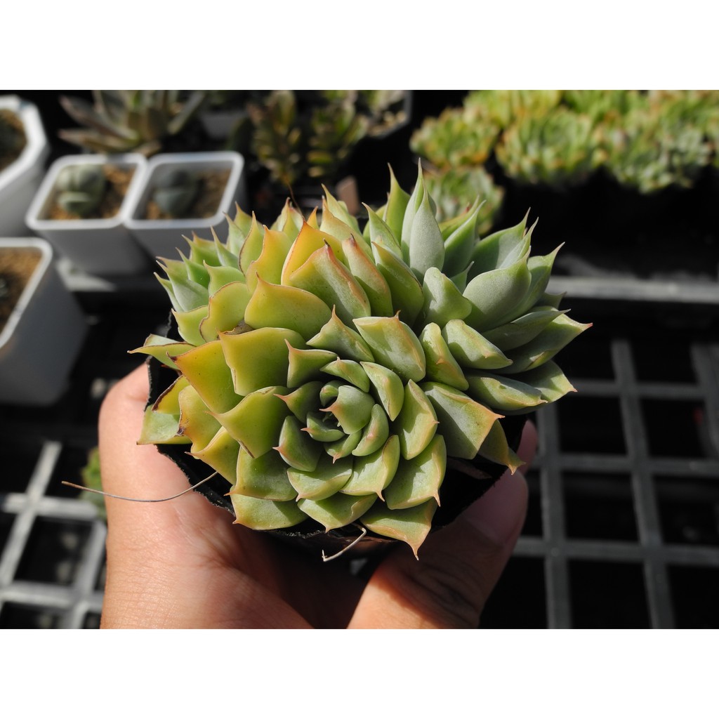 綠爪x藍絲絨 實生 景天科 Echeveria 多肉植物 詠詠多肉