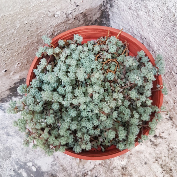 Mouse多肉植物花園 多肉植物多肉植物景天科景天属 毛姬星美人 2吋盆療癒辦公室迷你佈置 蝦皮購物