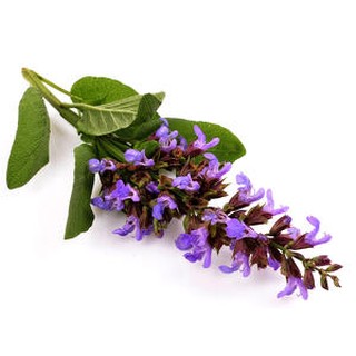 快樂鼠尾草精油、另售茶樹、薰衣草、甜橙、檸檬、香茅精油 香薰