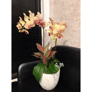 花間 蘭花盆栽 另可客制化 重植 花器 花器可單賣 辦公室桌上蘭花 升官調動開幕蘭花 蝦皮購物