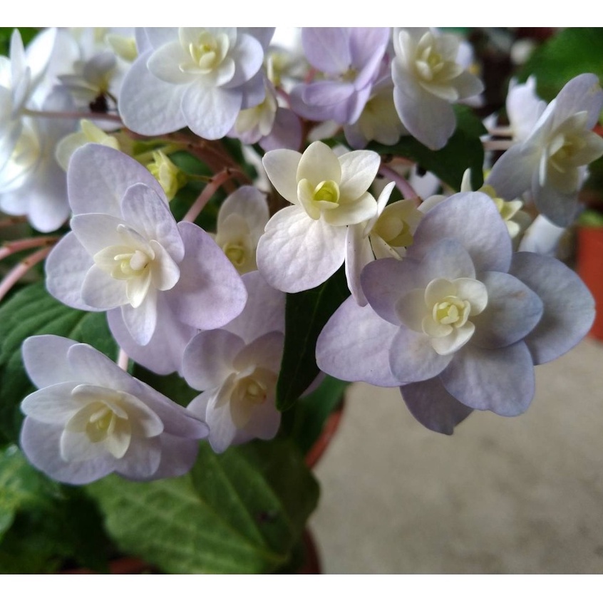 植株無花 星花火繡球花 6吋盆 季節限定盆栽 植株修剪過了 蝦皮購物