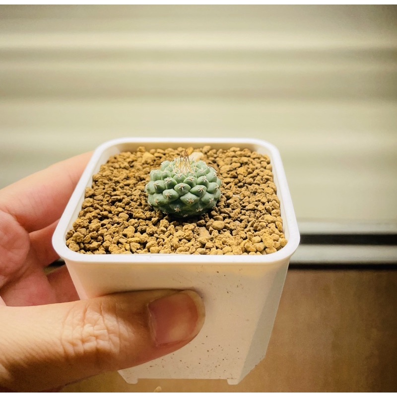 仙人掌 菊水 隨機出貨 不挑款 蝦皮購物