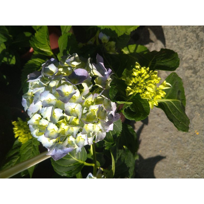 🎄綠世界🎄花卉植物🎄繡球花(藍色)🎄5/6吋盆🎄