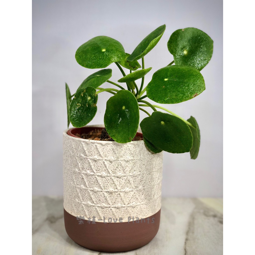 樂植 Love Plants 巨無霸鏡面草 居家植物 室內植物 歐美流行 文青風 盆栽 可愛 植栽 北歐風 室內盆栽 蝦皮購物