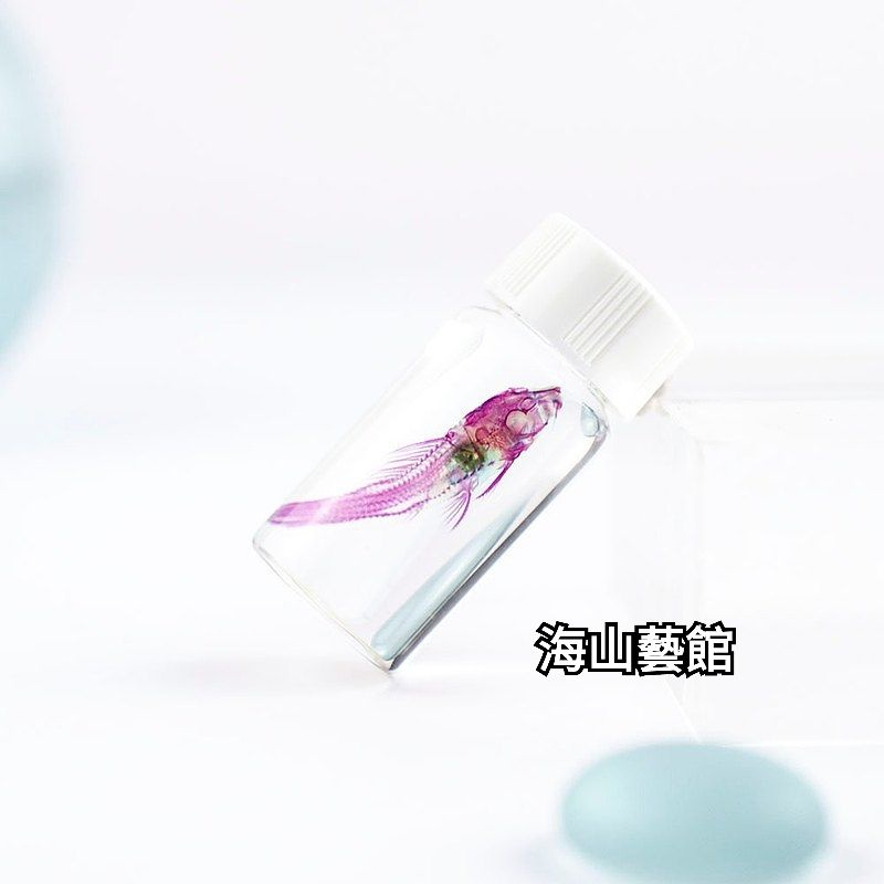 海山藝館 海琉工作室 桌上迷你博物館 琵琶鼠(小異形) 甲鯰科（透明生物藝術標本）