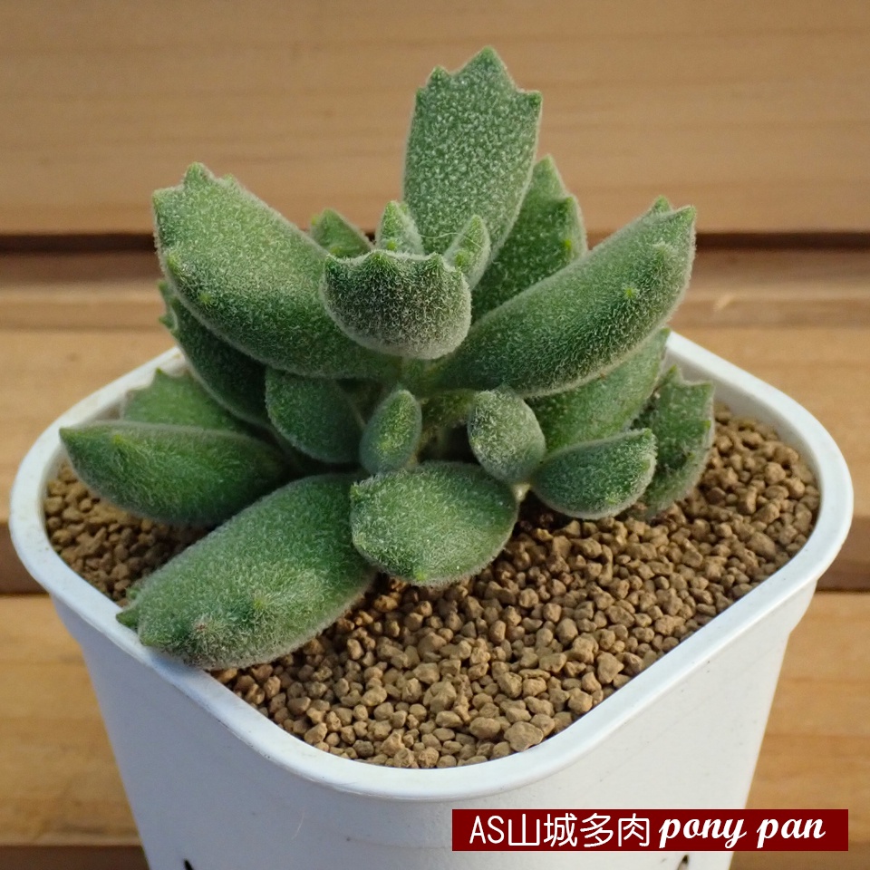 滿額免運費 子貓之爪 貓爪 多肉植物療癒多肉藝術植栽現貨快出附送植物名牌as山城多肉植物農場 蝦皮購物