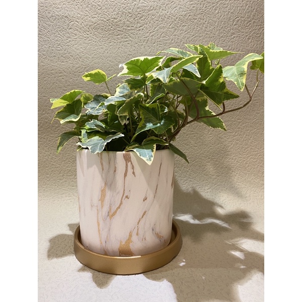 大理石紋圓形花盆 附金色底盤盆栽盆器 蝦皮購物