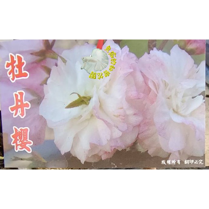 4吋黑軟盆 [ 牡丹櫻櫻花苗 櫻花盆栽 ] 多年生植物. 天氣太冷太熱都會掉葉!  不是隨時有貨.購買前先詢問清楚!