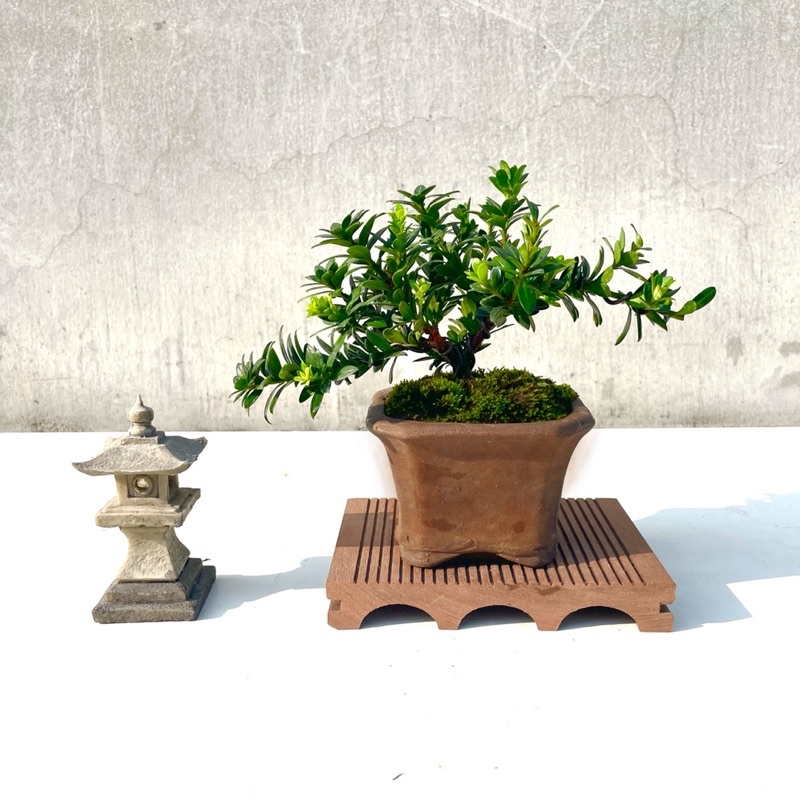《野趣小品盆栽》珍珠羅漢松．綠鑽羅漢松．米粒羅漢松01（不含擺件）