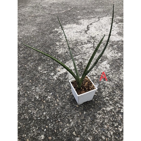 日光倉庫 白火焰虎尾蘭多肉植物 蝦皮購物