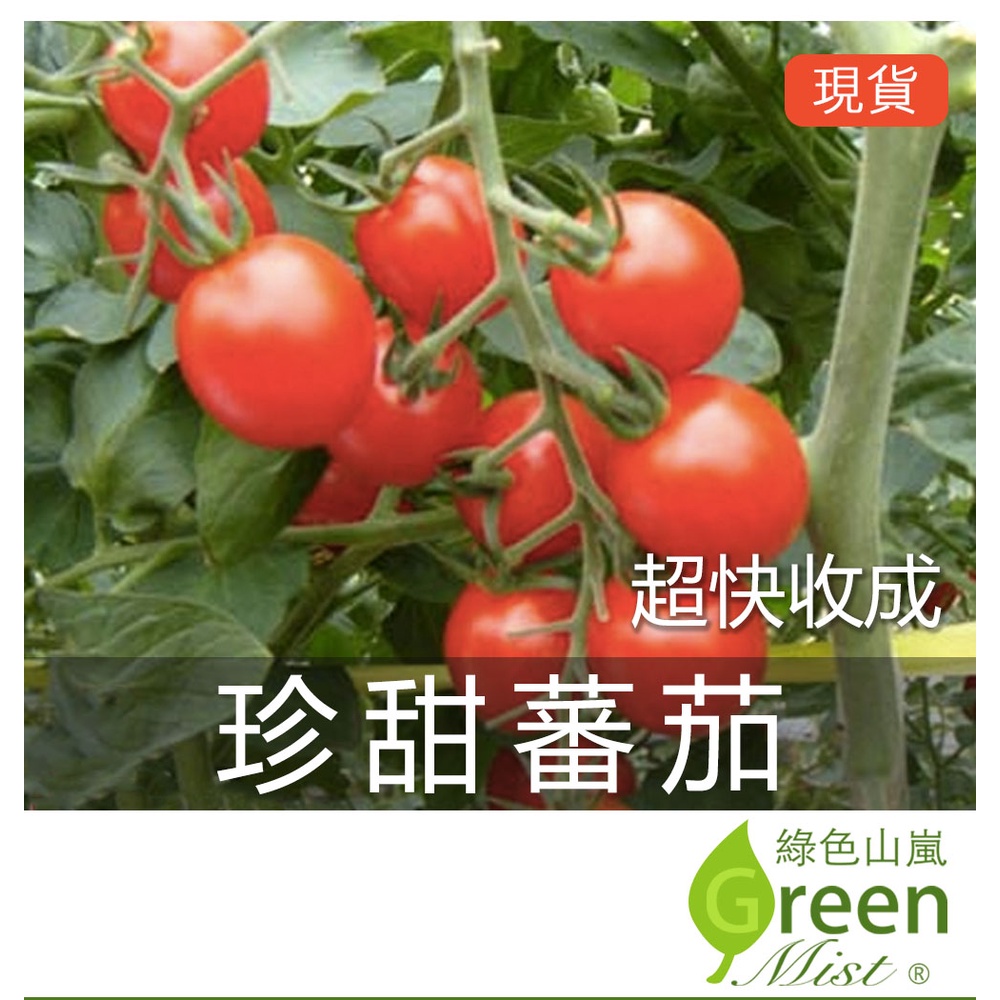 現貨- 珍甜蕃茄(6粒種子) 一代交配種子 小番茄 小蕃茄  番茄種子 蕃茄種子  蔬菜種子【綠色山嵐】