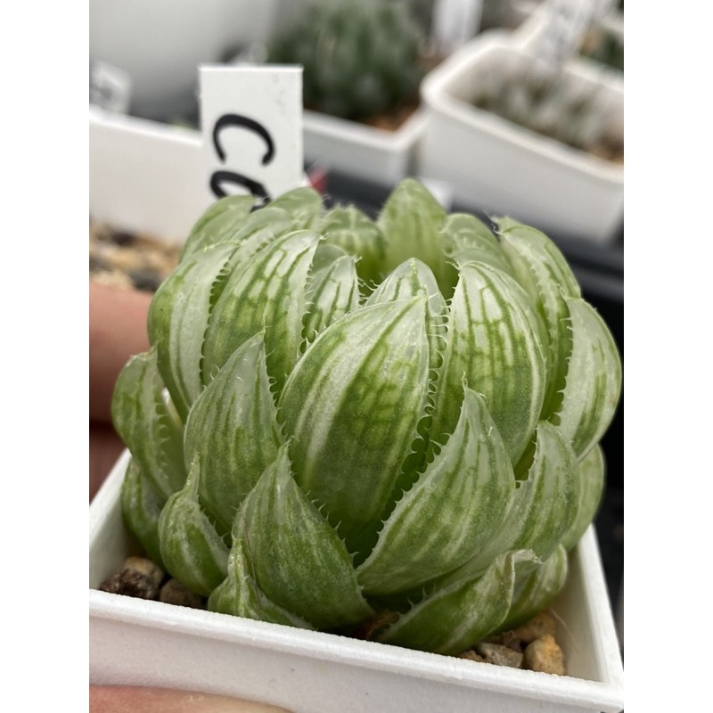 Haworthia ハオルチア櫻水晶オブツーサ錦 蝦皮購物