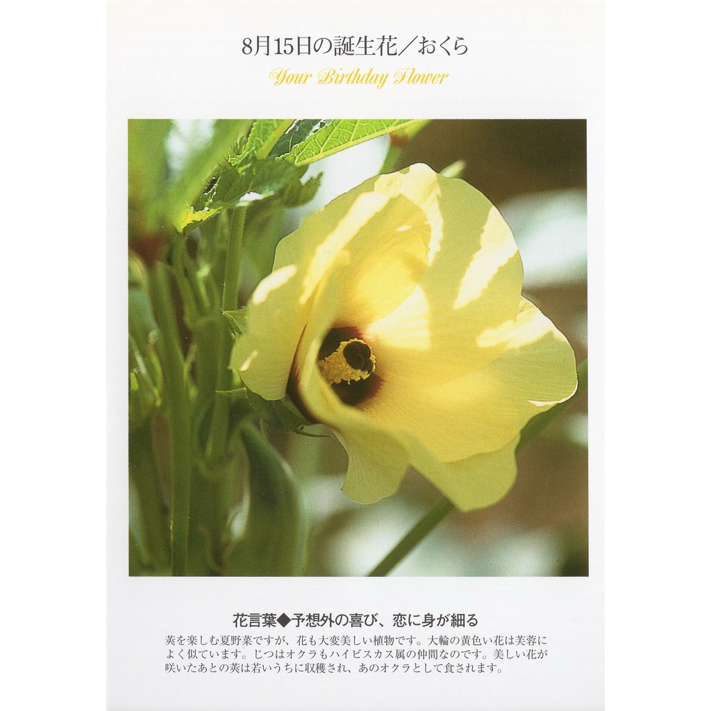 33明信片本舖 日本進口明信片8月生日花誕生花明信片 單張入 蝦皮購物