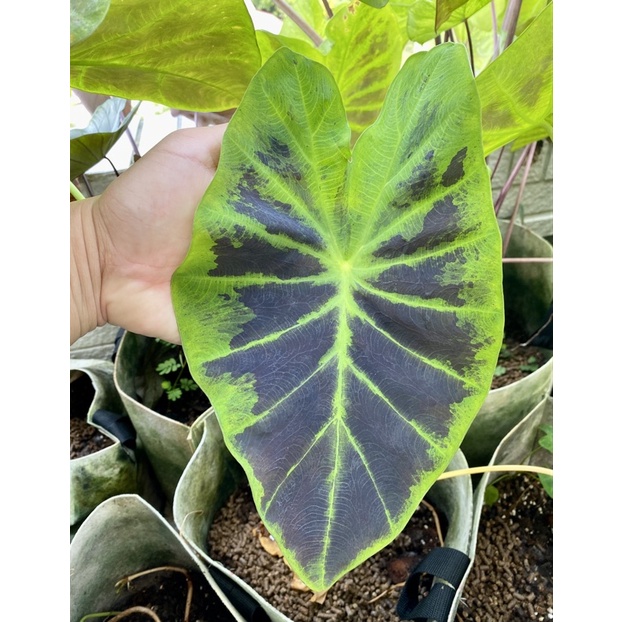 黑面黑美人水芋colocasia Black Beauty雨林觀葉斑葉網紅ig 室內植物小李植栽 蝦皮購物