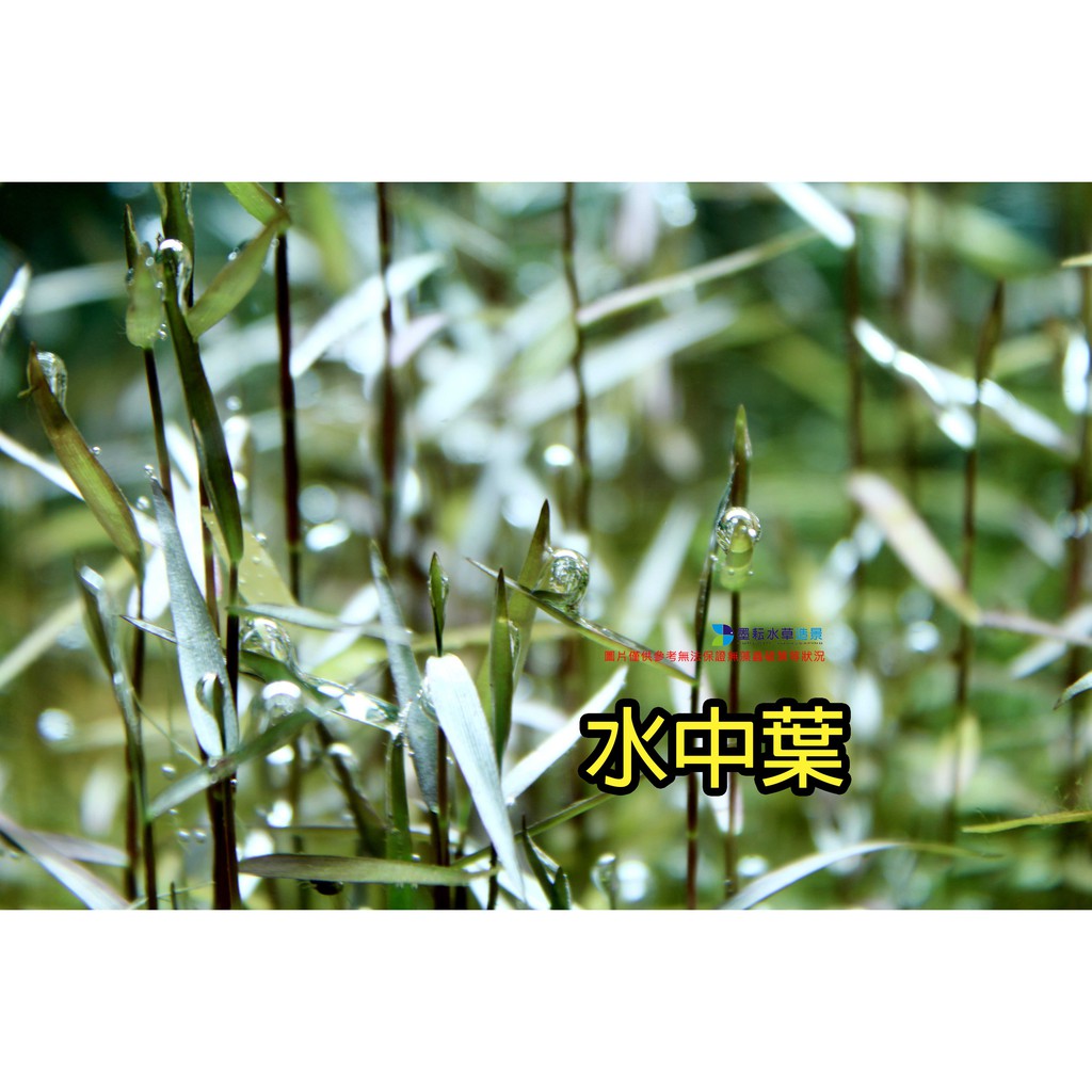 墨耘水草 紫紅泡泡龍 水上葉 10株50元中景一般級 蝦皮購物