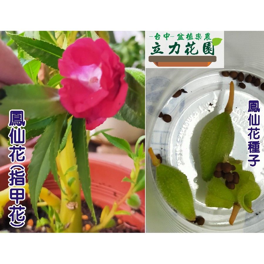 紫紅色紫紅花複瓣鳳仙花種子指甲花10元15顆種子擠壓成熟種子夾會彈射種子台中立力花園 蝦皮購物