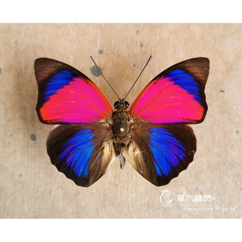 玫瑰彩襖蛺蝶agrias Claudina Spp 進口蝴蝶標本 蝦皮購物