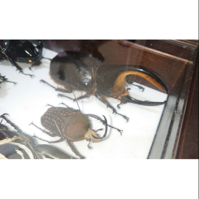 回憶集 僅有撒旦大兜蟲甲蟲標本dynastes Satanas 不可展翅乾貨標本鍬型蟲獨角仙日本大型飼育長戟 蝦皮購物