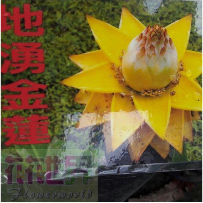 花花世界_芭蕉植物地湧金蓮花-千瓣蓮花-地金蓮8吋高80-100cm(肉身50-60cm)無法超取