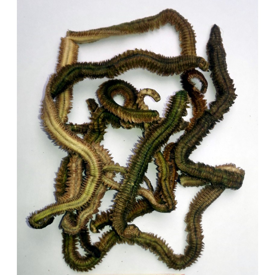 海蟲青蟲蟲乾乾燥攜帶方便使用方便魚餌釣魚保存容易海釣 蝦皮購物