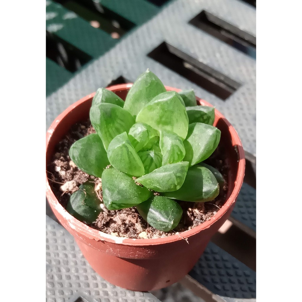 透明水感 多肉植物 姬玉蟲 水晶殿 草玉露 1吋盆110 02 13更新 Lady Grey多肉 雜貨 蝦皮購物