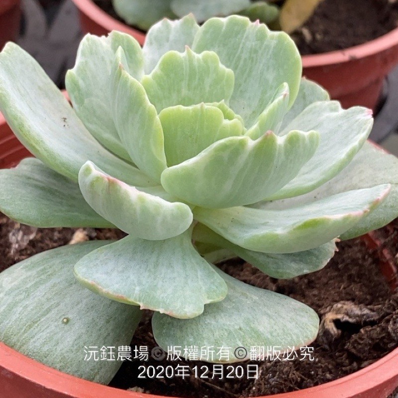 沅鈺農場多肉植物石化桃之嬌 蝦皮購物