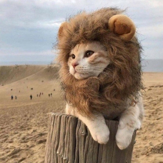 貓咪頭套狗狗衣服可愛獅子小耳朵貓貓帽子網紅泰迪寵物假髮裝飾品 喵星人的變身裝「初寵匯」
