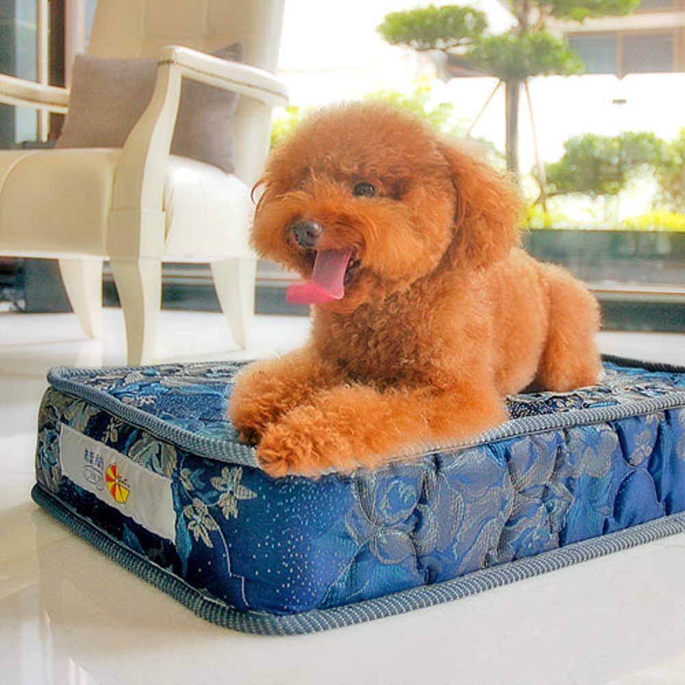 凱蕾絲帝-寵物專用獨立筒彈簧床墊組(下單贈送 防污換洗床包乙件，隨機出貨，不挑色送完為止。)
