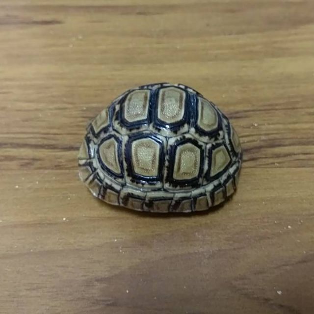 豹紋陸龜陸龜烏龜背甲龜殼乾燥標本動物標本 蝦皮購物