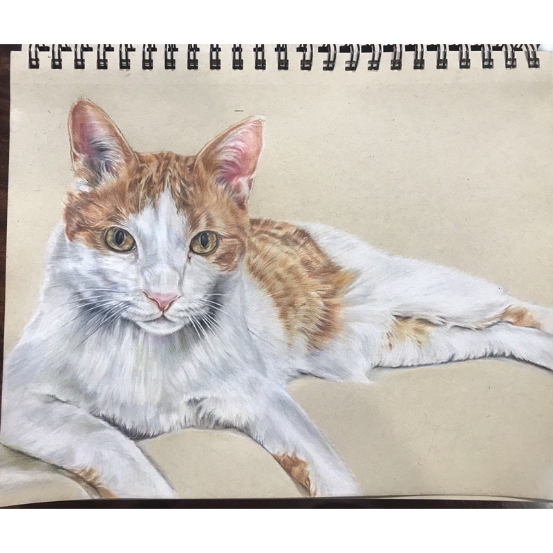 寵物 動物 客製化 色鉛筆手繪 蝦皮購物