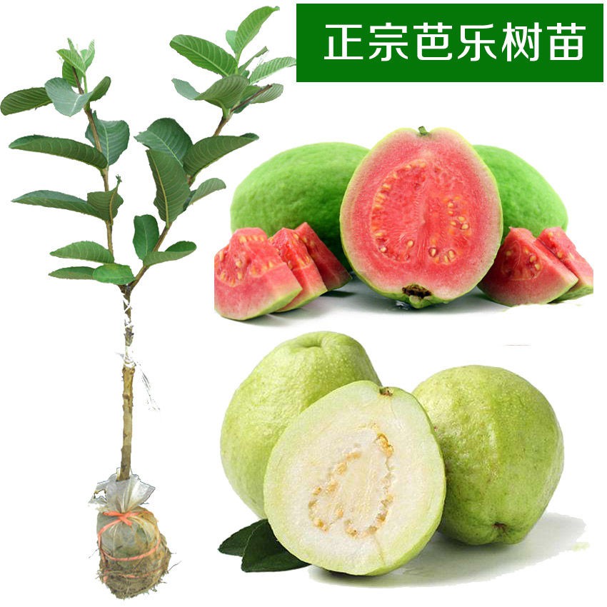 蝦皮購物 花得更少買得更好