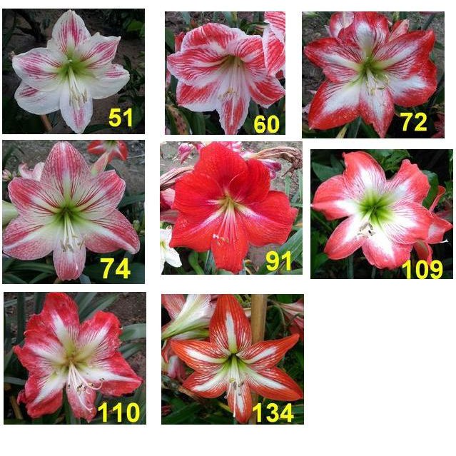 孤挺花大球根 開花球 編號51起 直徑4公分以上 每球180元 蝦皮購物