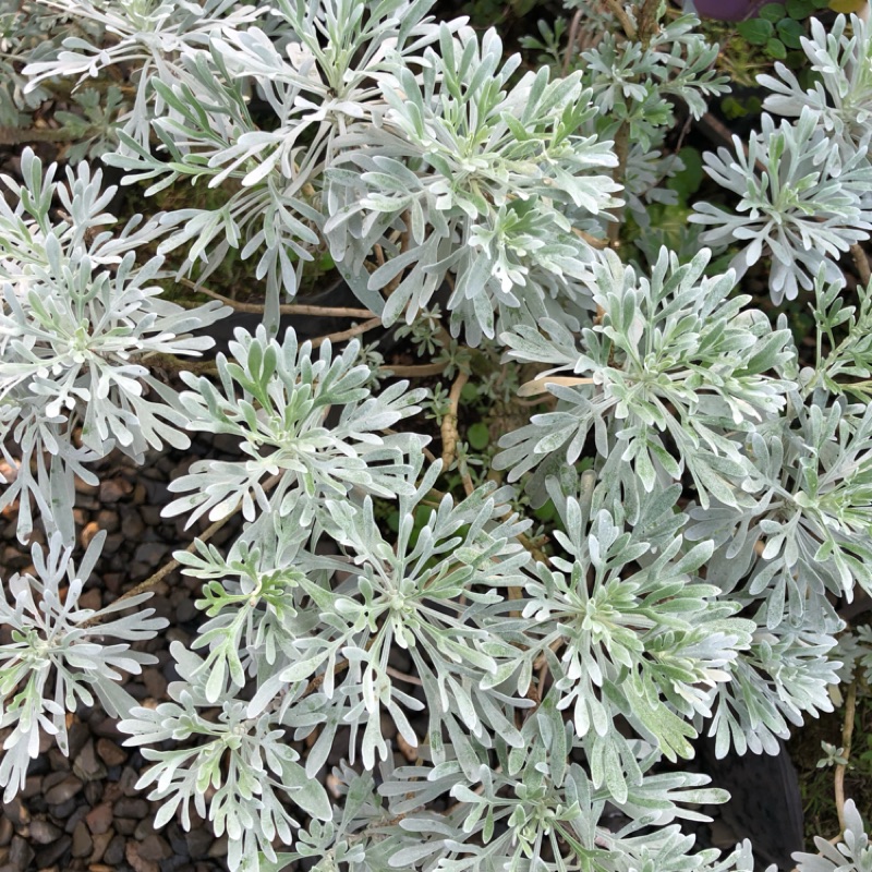 喬木園藝社 台灣艾草 香料植物 蝦皮購物