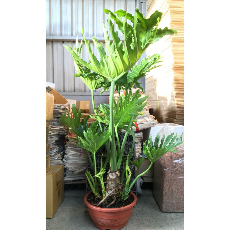 花囍園 綠化觀賞植物 大天使蔓綠絨 襯景植物 羽裂蔓綠絨 多株淺盆 肉身約20 30cm高約110 130特價2500 蝦皮購物