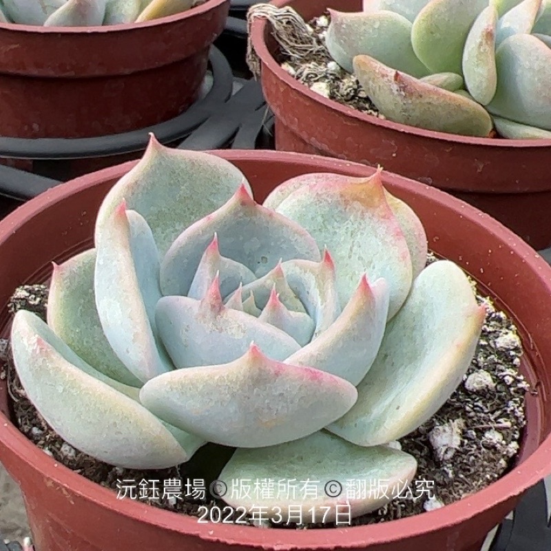 沅鈺農場多肉植物古珍娜 蝦皮購物