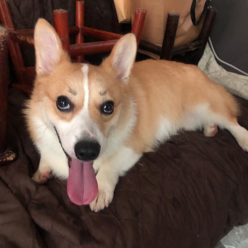 築地一番鮮 日本進口 辛 明太子魚卵 80g 盒 蝦皮團購免運 蝦皮購物