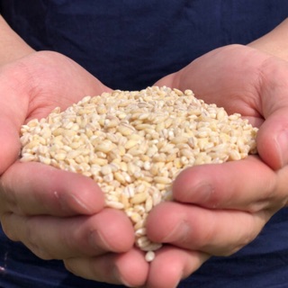 珍珠米（又稱洋薏仁）Q彈滑口！可以加綠豆一起煮，減醣高纖好夥伴！