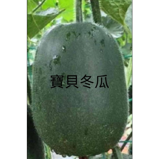 寶貝冬瓜種子10 粒$80