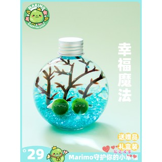 3rlmarimo 魔法球 幸福球藻diy生態瓶室內迷你水培綠植桌面微景觀 蝦皮購物