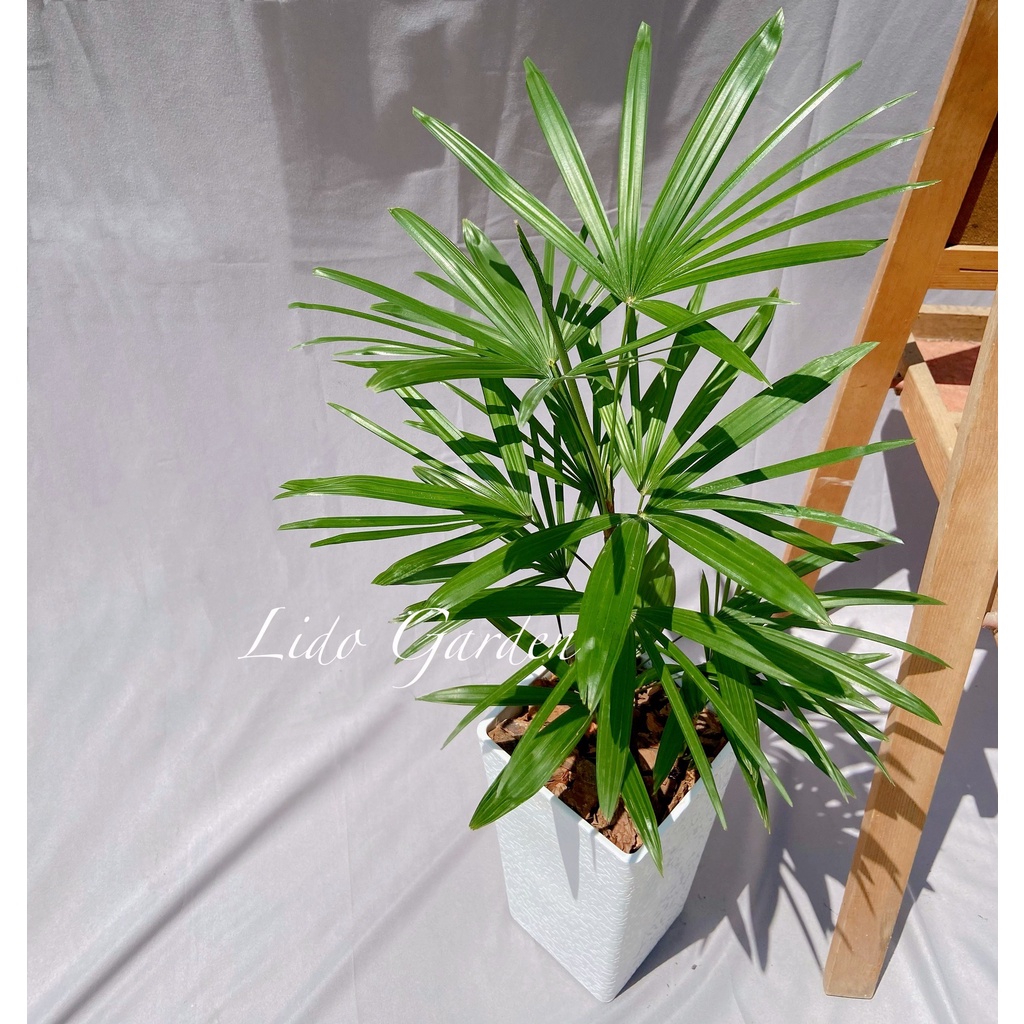 細葉觀音棕竹。室內耐蔭盆栽🪴優雅簡單氣質的葉🌱