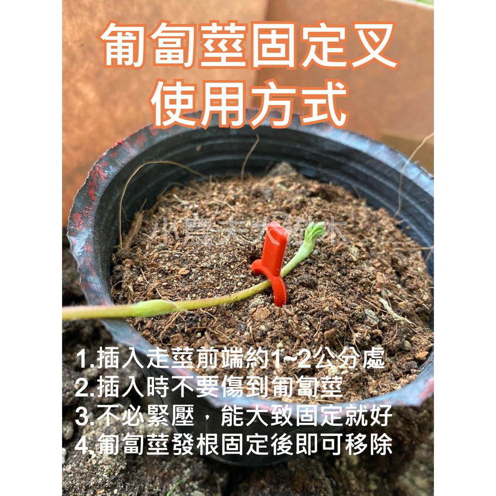 現貨 不用再問 草莓走莖固定叉走莖固定器壓蔓器香水豐香戀香草莓苗走莖叉育苗叉跳苗甘王紅顏佐賀
