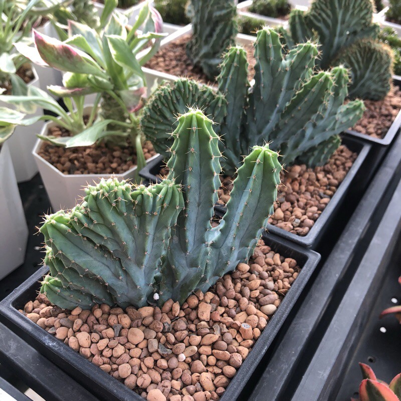 神龍木綴化微笑多肉植物園藝 蝦皮購物