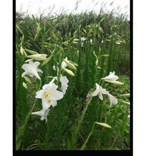 臺灣百合種子種子600粒1份風選機風選優質種籽 蝦皮購物