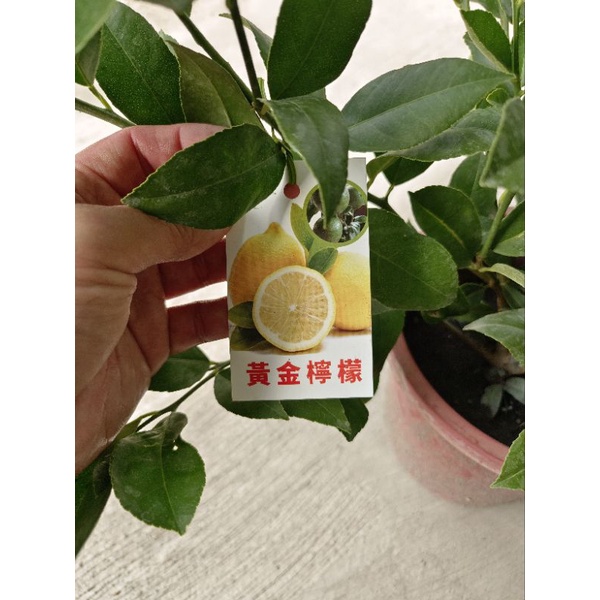 6-8吋盆 ［黃金檸檬盆栽 ] 黃色檸檬樹 黃檸檬