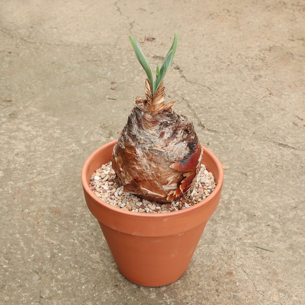 布風boophone Disticha 塊根植物多肉植物 蝦皮購物