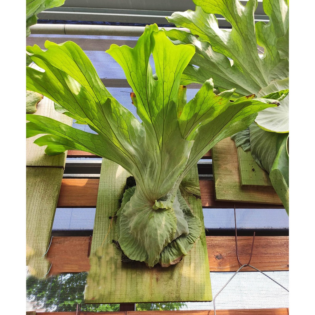 巨大鹿角蕨 Platycerium Superbum 超級棒鹿角蕨 蝦皮購物