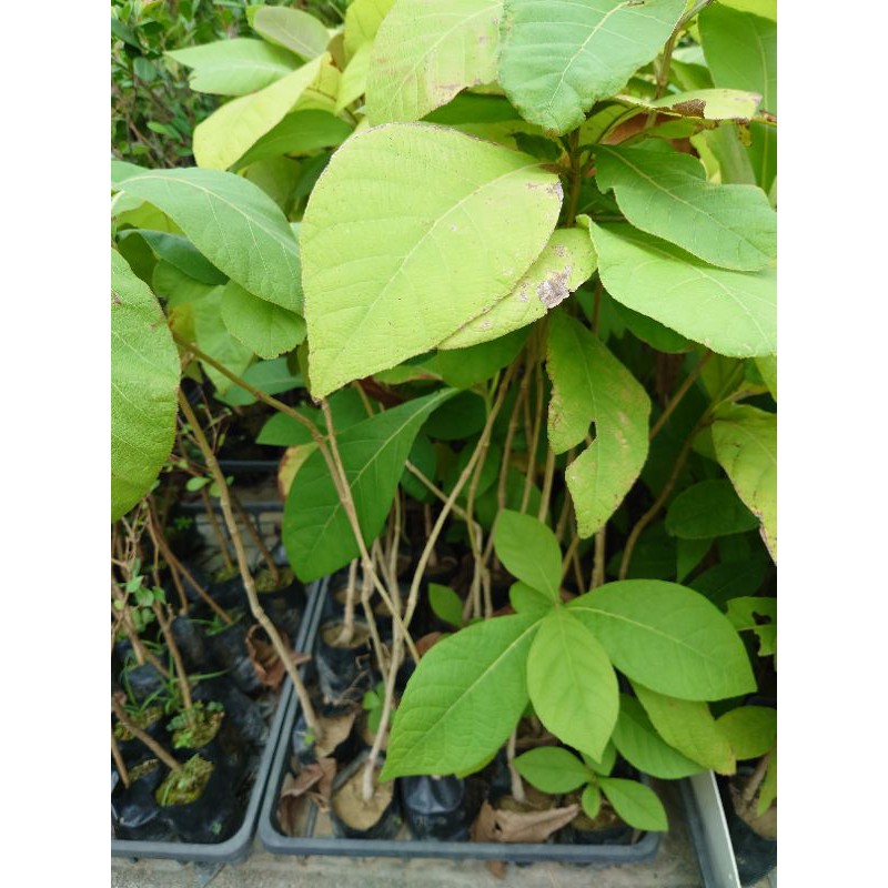 東大興農場柚木苗3吋袋苗觀葉植物綠化植物庭園樹樹苗 蝦皮購物