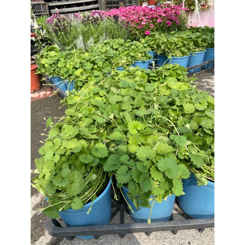 霏霏園藝金錢薄荷5吋盆一棵150 蝦皮購物