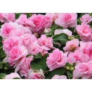 長春鳳仙花種子鳳仙花鳳仙入種子 蝦皮購物